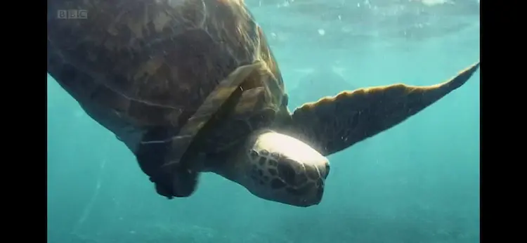 Green sea turtle (Chelonia mydas) as shown in Africa - The Future